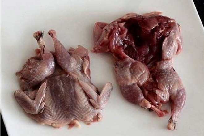 Chim bồ câu vặt lông thật sạch