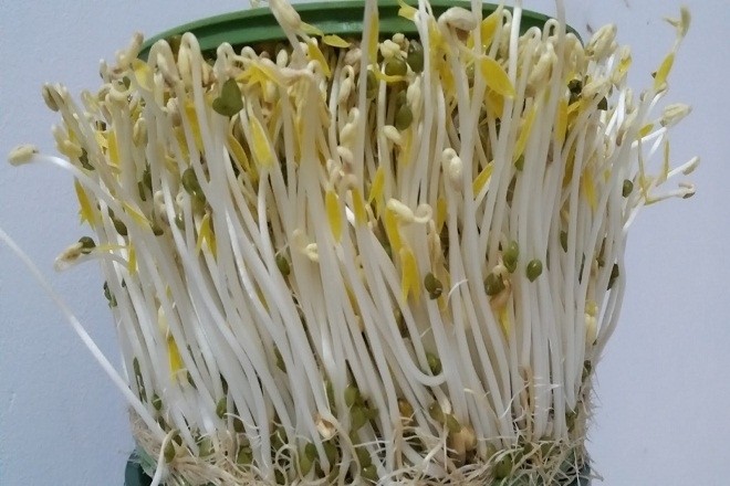 giá đỗ là món ăn ưa thích của nhiều người
