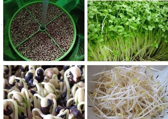 thành phẩm giá đỗ rau mầm làm từ máy BKCN1