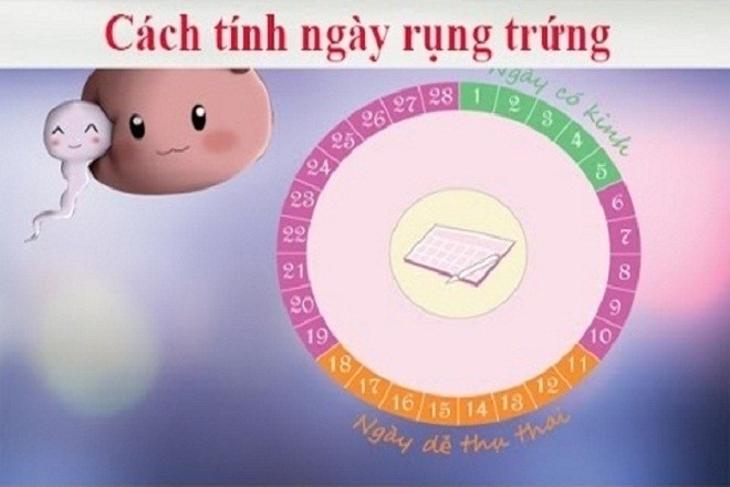 cách tính ngày rụng trứng để sinh con gái