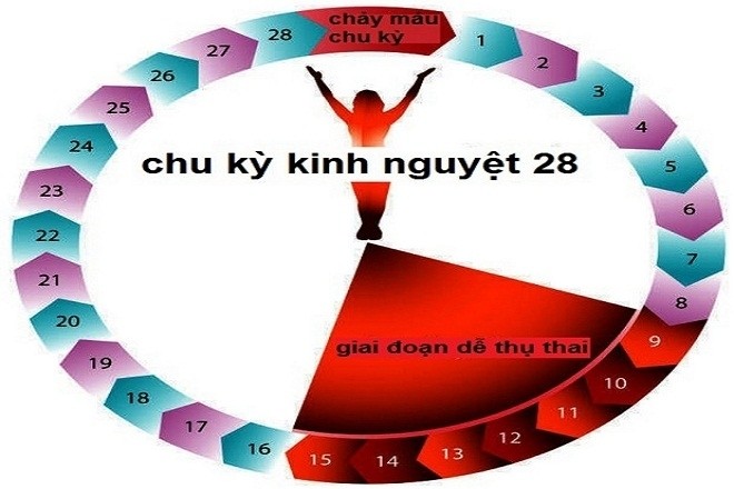 cách tính ngày rụng trứng để mang thai con trai dựa theo kỳ kinh