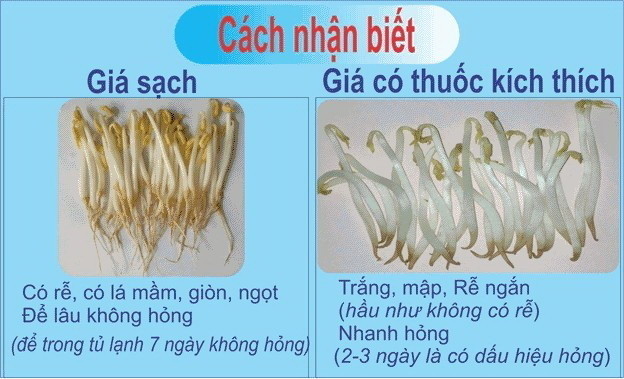 phân biệt giá đổ trung quốc và giá đỗ tự làm tại nhà