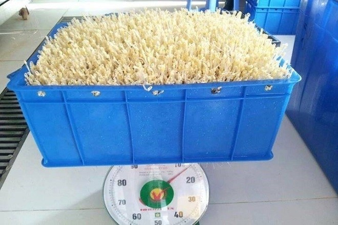 chọn lựa công suất làm giá đỗ mà máy có thể mang lại