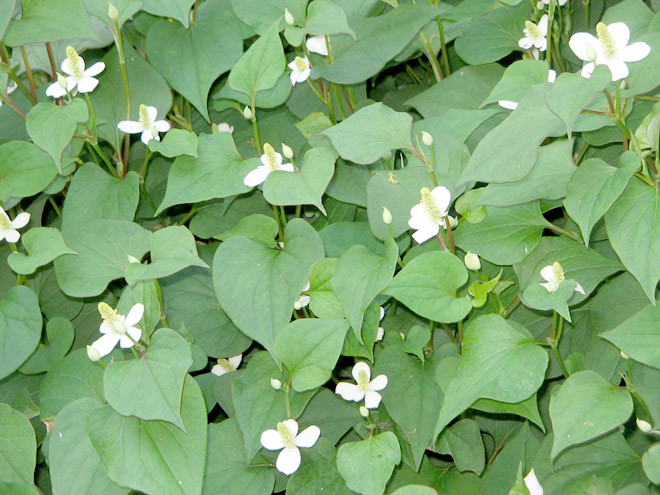 Diếp cá