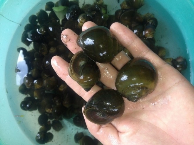 Bà bầu ăn ốc được không