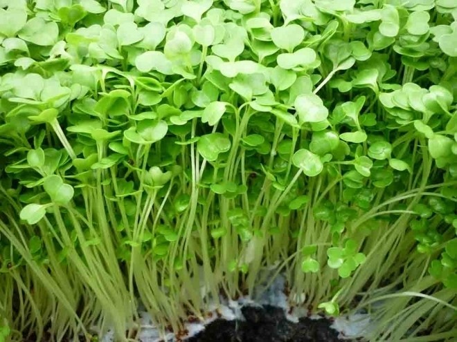 Rau mầm