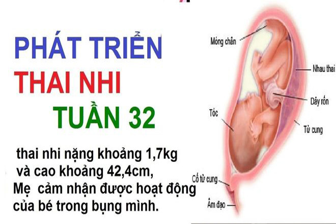 Sự phát triển của thai nhi 32 tuần tuổi