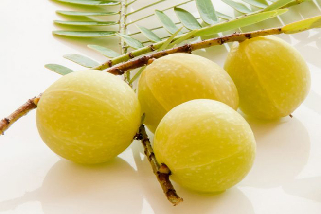 Quả lý gai Ấn Độ