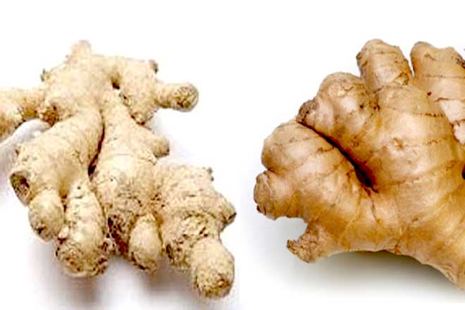 Kích cỡ củ gừng
