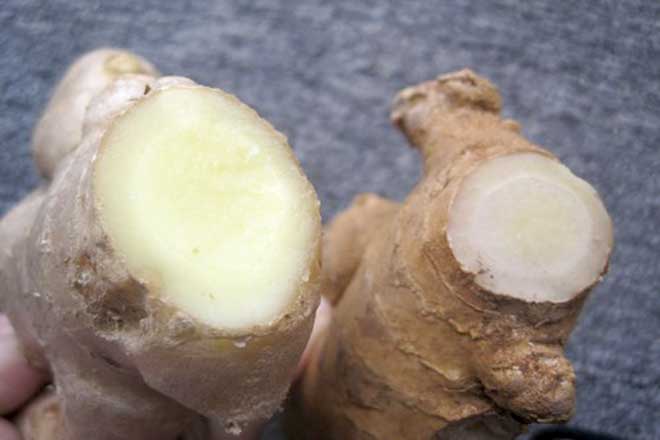 Mặt cắt củ gừng