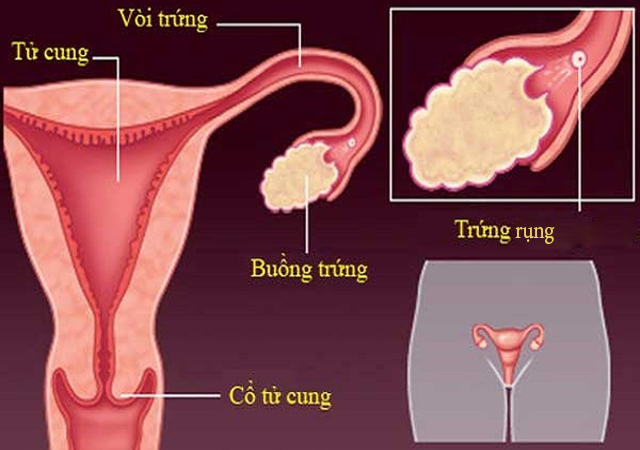 hiện tượng trứng rụng