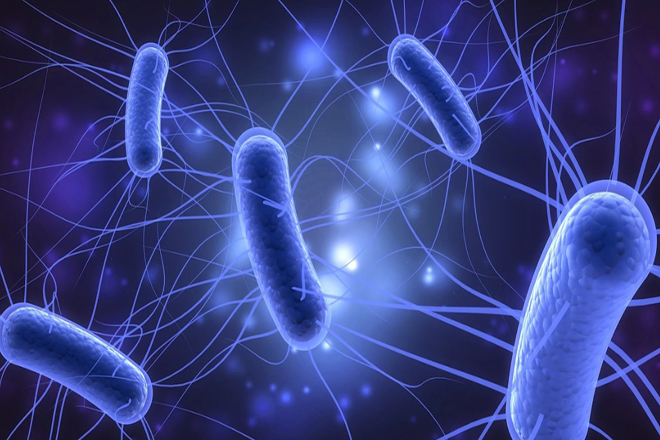 Khuẩn E.coli