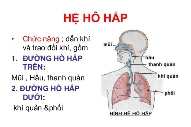 Hệ hô hấp