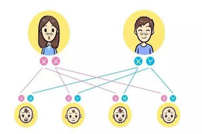 iới tính của một đứa trẻ kết hợp ngẫu nhiên từ 50% yếu tố di truyền của mẹ và 50% yếu tố di truyền của cha