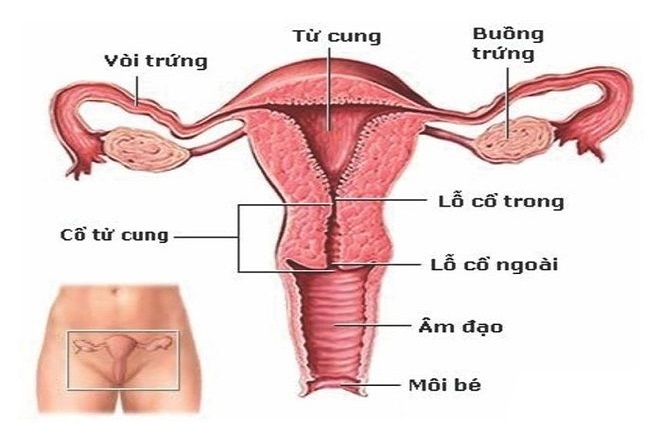 buồng trứng