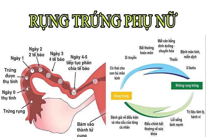 chu kì rụng trứng