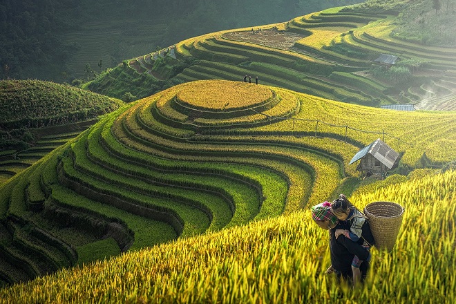 sapa