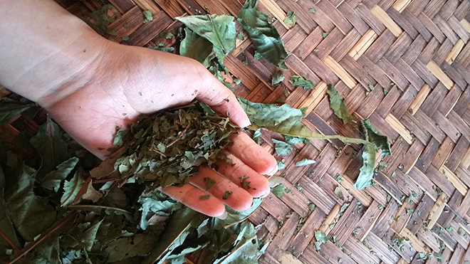 Bóp nát lá trà trước khi xay