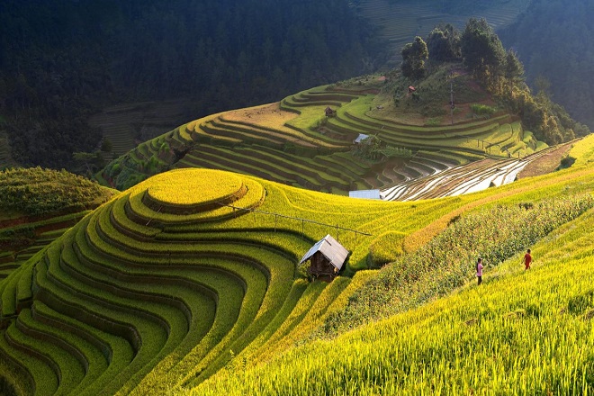 sapa