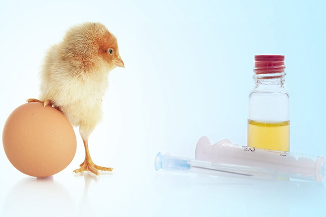 Dị ứng trứng không nên tiêm vaccine ngừa cúm