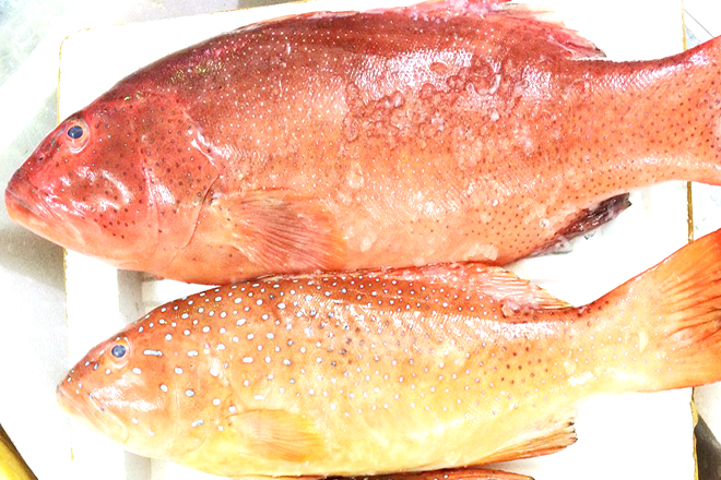 Cá mú đỏ đặc sản