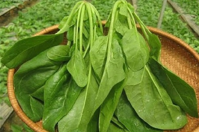 Cải bố xôi món rau bổ máu