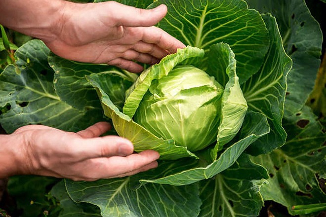 Cải bắp giúp giảm phù nề