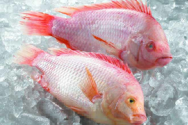 Cá diêu hồng tốt cho sức khỏe