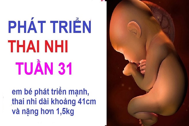 thai nhi tuần 31