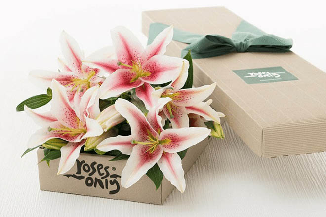 Hoa lily