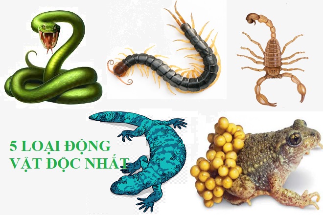 con vật độc