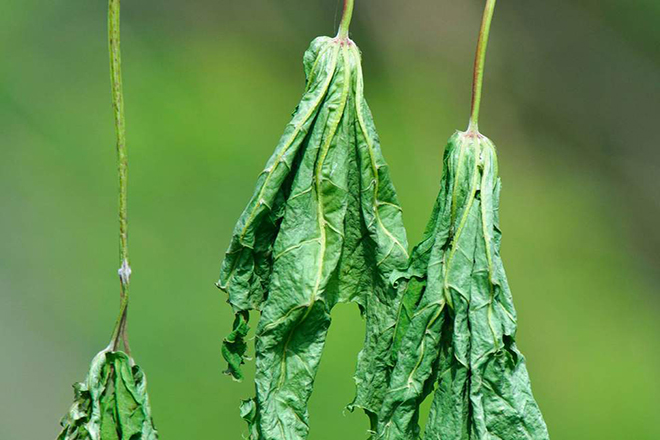 Suy dinh dưỡng làm chậm quá trình phục hồi bệnh tật