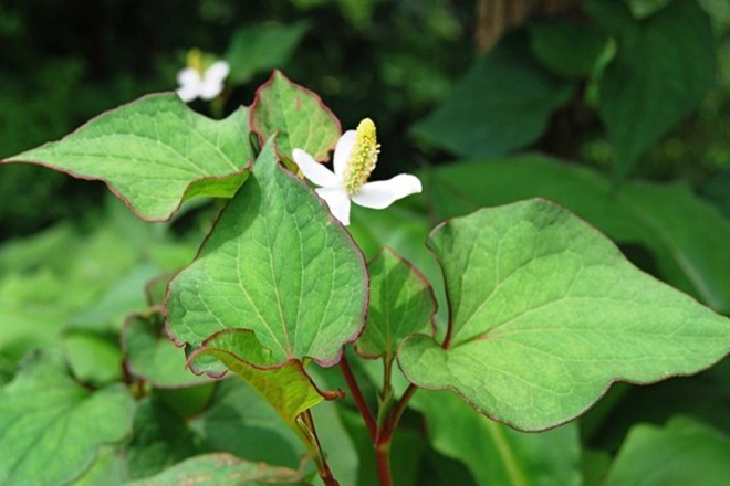 Rau diếp cá