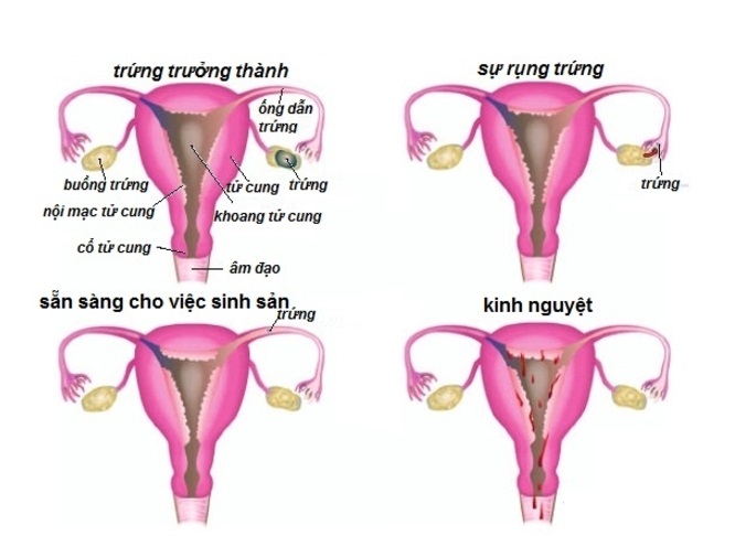 quá trình hình thành trứng