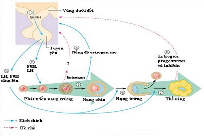 rụng trứng ở phụ nữ