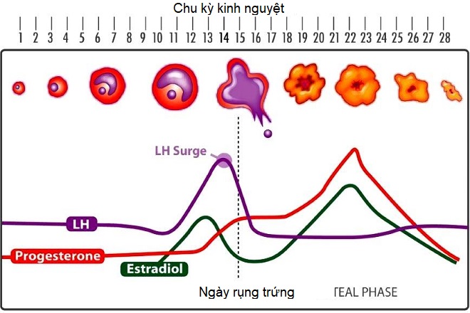 kinh nguyệt