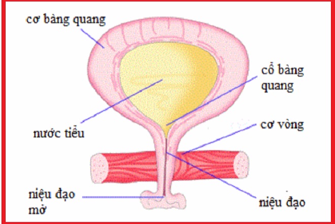 Phần niệu đạo
