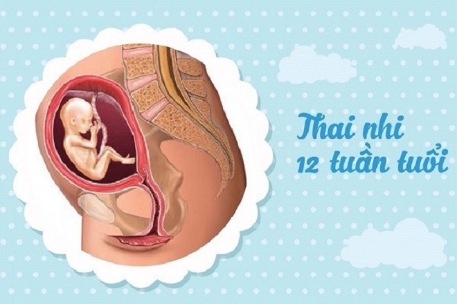 thai nhi 12 tuần như thế nào