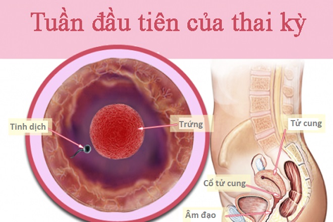 tuần đầu