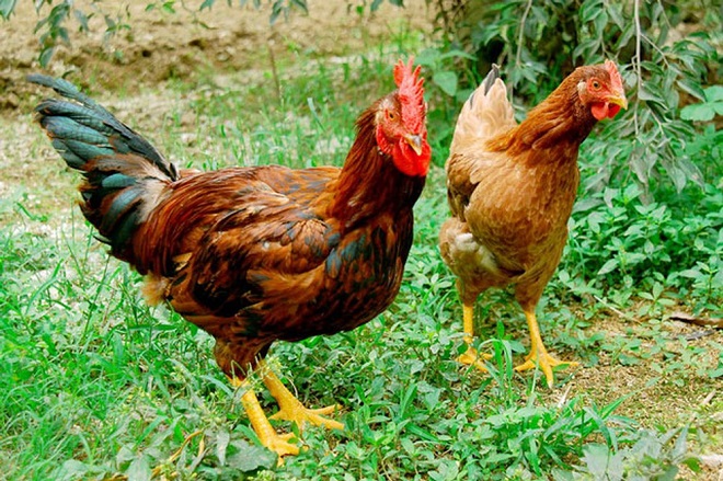 bí quyết chọn gà ngon