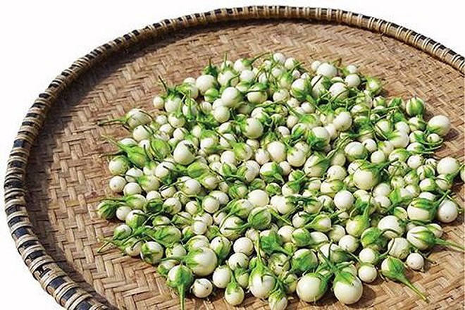phơi cà pháo cho héo