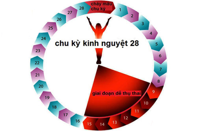 Chu kỳ kinh nguyệt 28 ngày