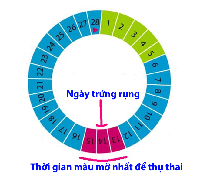 Ngày rụng trứng