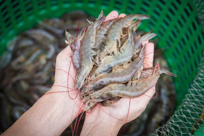 chọn tôm tươi ngon