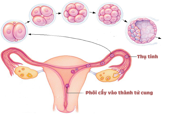 Việc thụ tinh diển ra ở ống dẫn trứng
