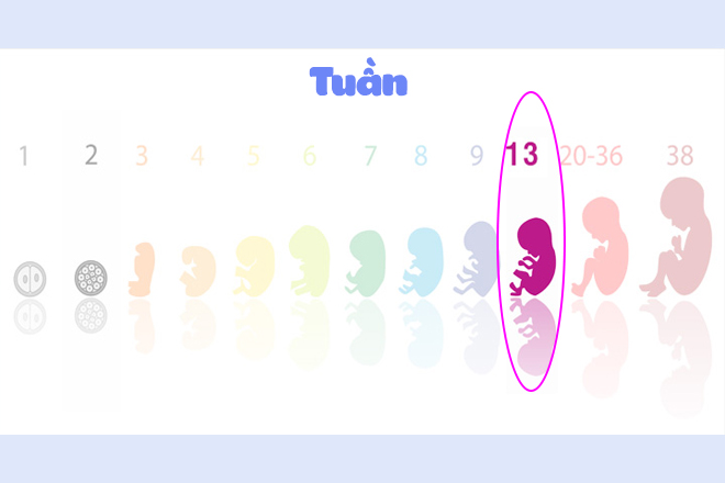 13 tuần tuổi