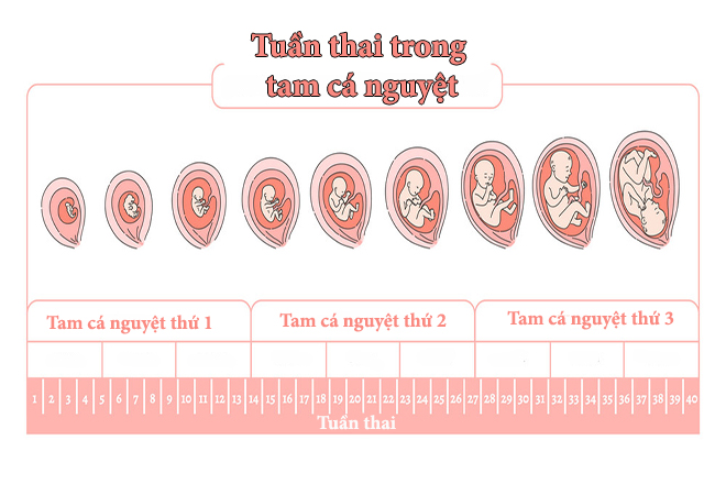 Tuần 13 của thai kỳ