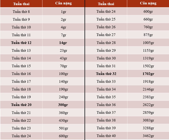 Bảng cân nặng của thai nhi theo tuần