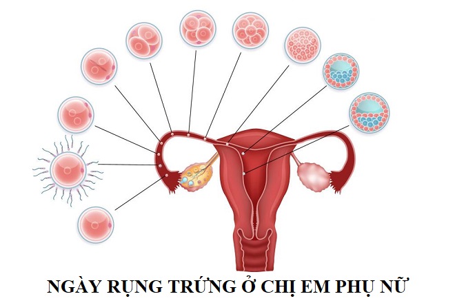 rụng trứng