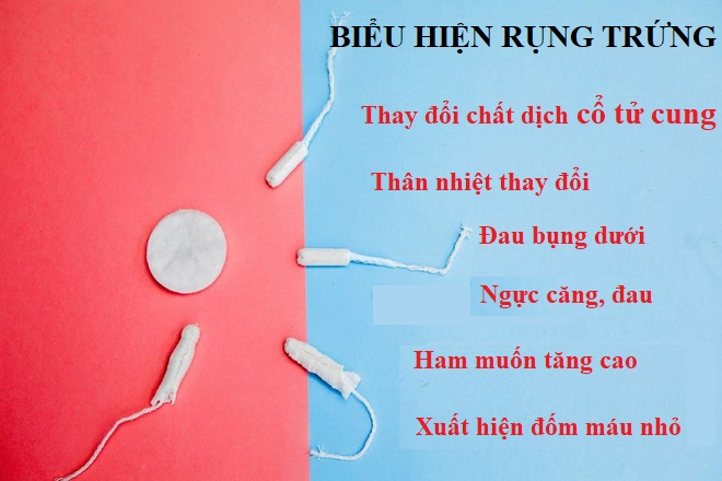 biểu hiện trứng rụng